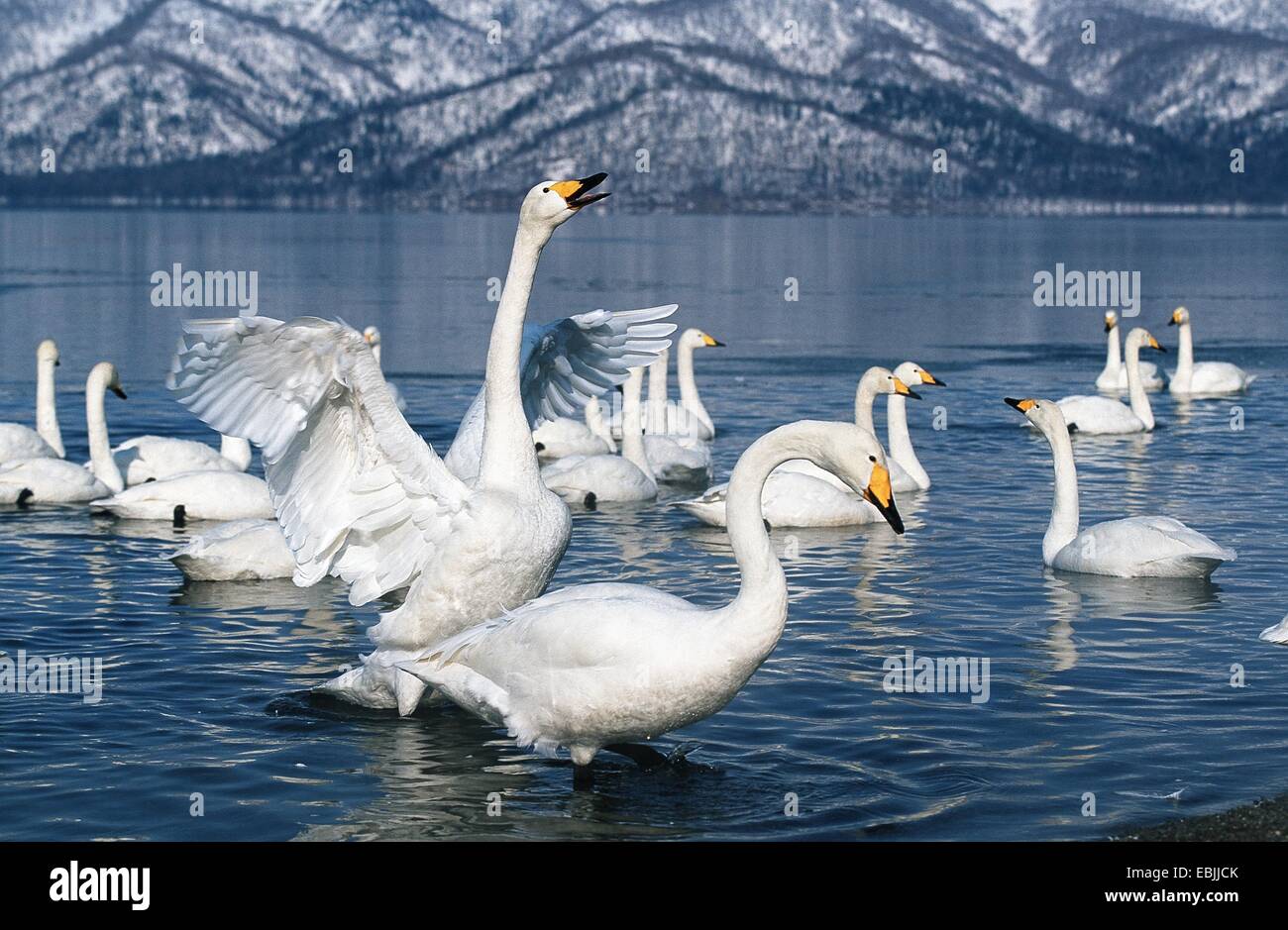 whooper swan (Cygnus cygnus), group in the winter habitat at a lake shore, Japan, Hokkaido, Kussharo-Ko Stock Photo