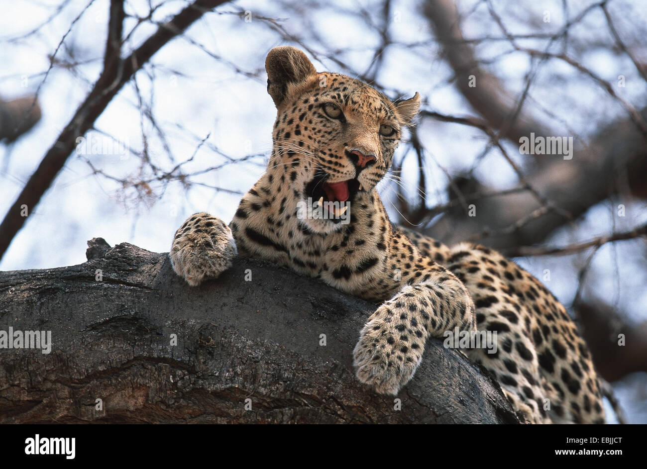 leopard (Panthera pardus), closeup, lying on a tree, Botswana Stock ...