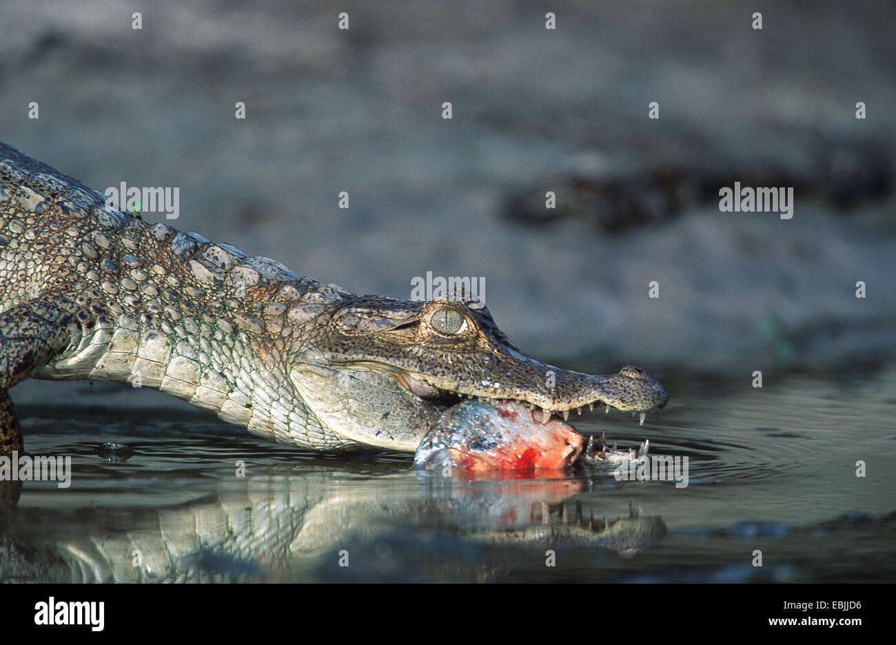 spectacled caiman (Caiman crocodilus), standing at a riverside with a caught fish in the mouth, Venezuela, Hato El cedral Stock Photo