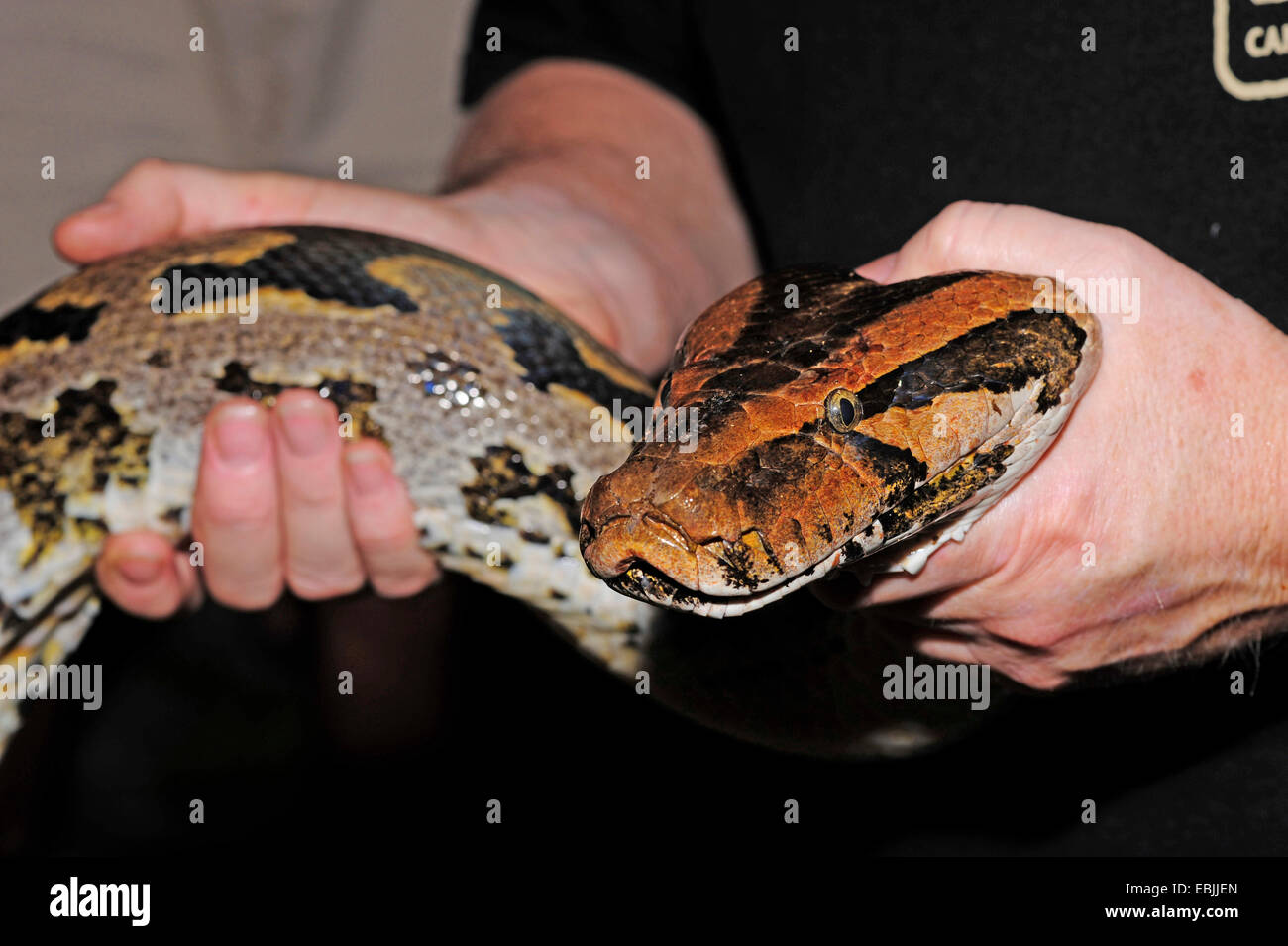 Burmese python, Indian python (Python molurus, Python molurus molurus ...