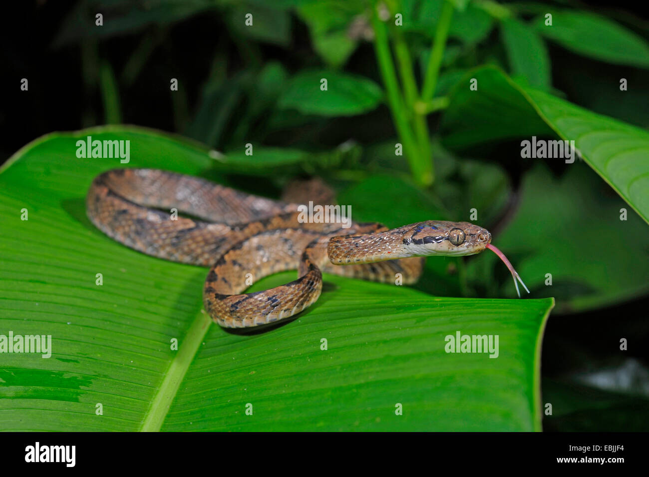 Sri Lanka cat snake (Boiga ceylonensis), lying on a leaf flicking, Sri Lanka, Sinharaja Forest National Park Stock Photo