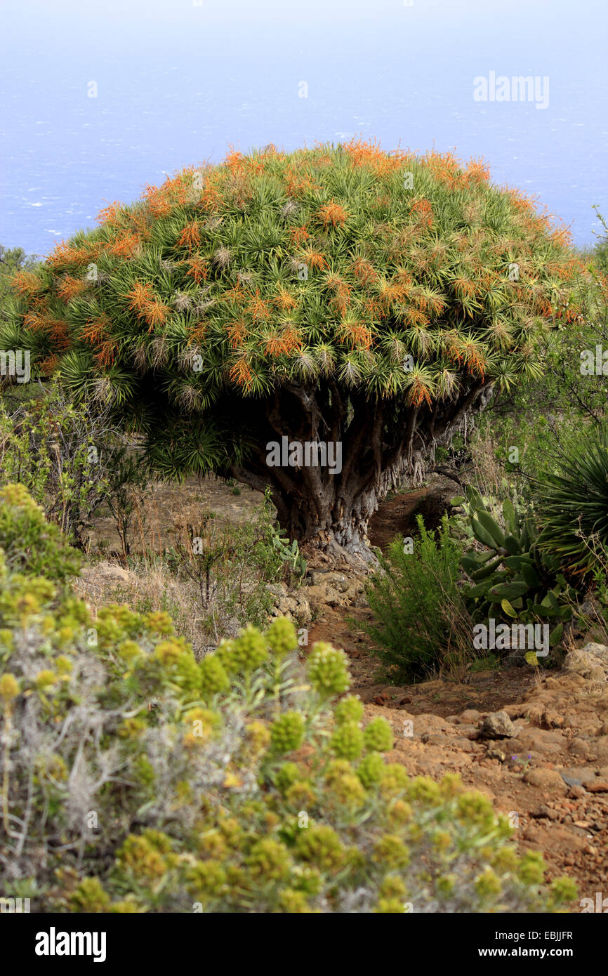 Tear Dragon S Blood Draegon Tree Canary Islands Dragon Tree Drago Stock Photo Alamy Tear Dragon S Blood Draegon Tree Canary Islands Dragon Tree Drago Stock Photo Alamy