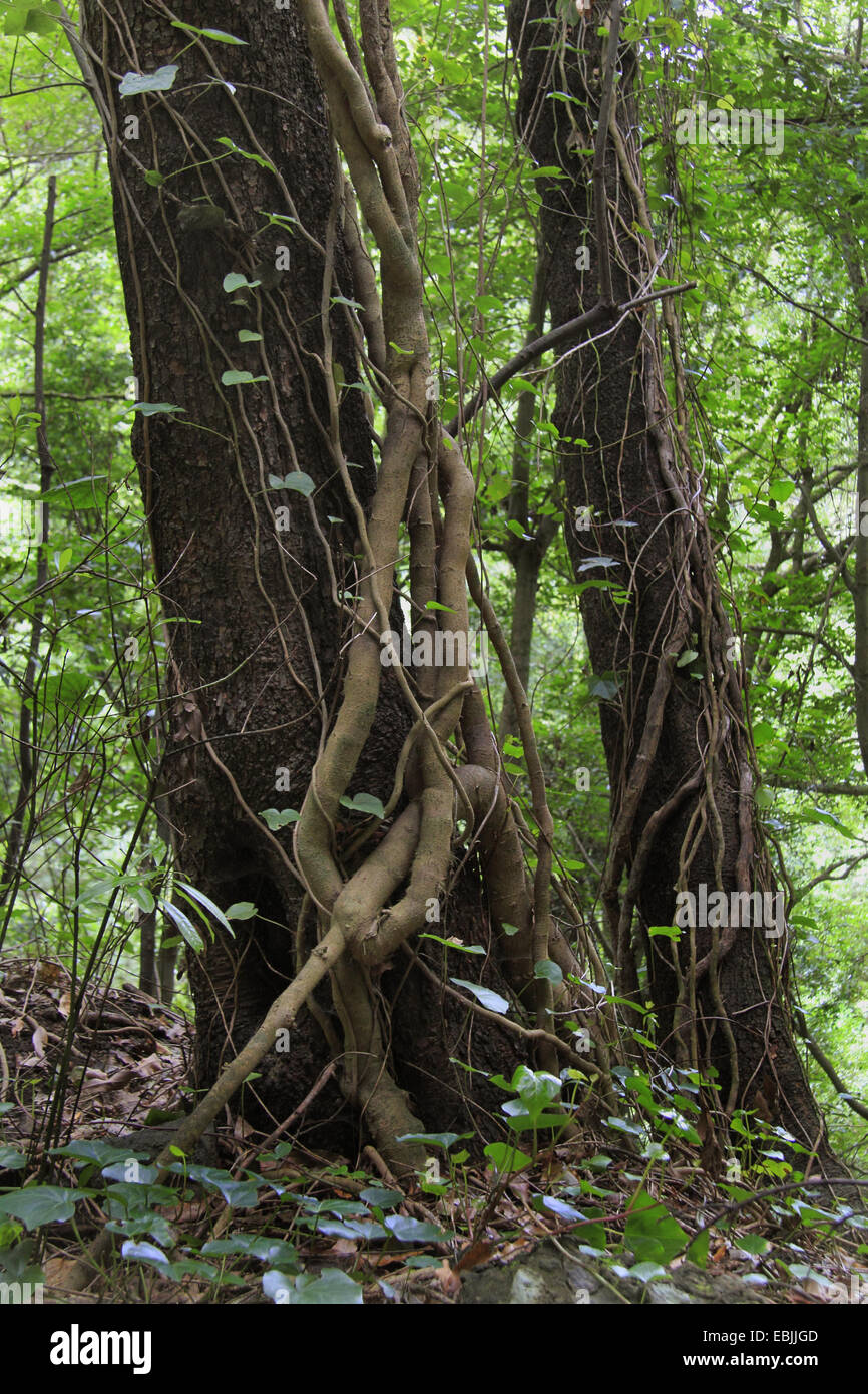 Trees In Forest Creeper Stock Photos & Trees In Forest Creeper Stock Images Alamy