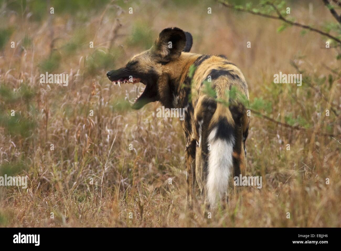 African wild dog (Lycaon pictus), yawning, South Africa, Kwazulu-Natal, Hluhluwe-Umfolozi National Park Stock Photo