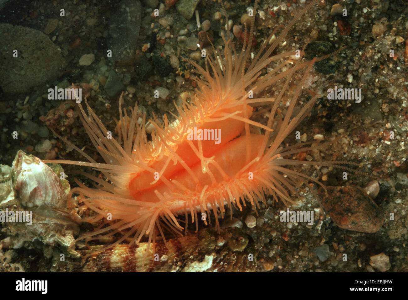 inflated fileclam, inflated lima (Lima inflata), opened on sandy seafloor, filtering microorganisms out of the water with its many tentacles Stock Photo