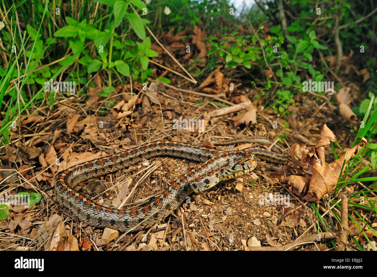 leopard snake (Elaphe situla), kreeping on dry soil ground, Greece, Macedonia Stock Photo