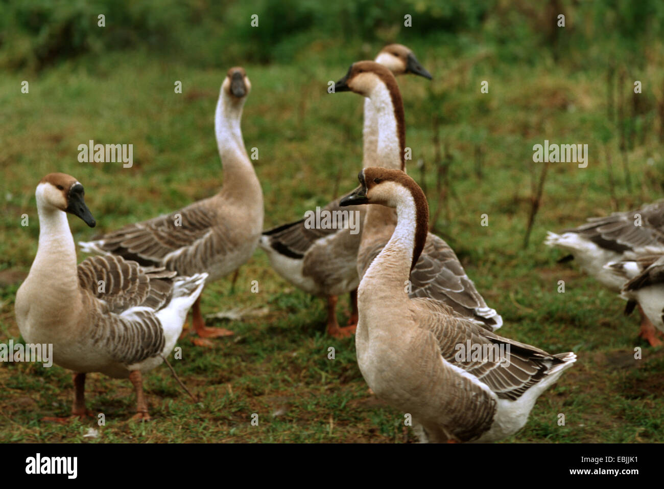 Chinese Goose (Anser cygnoides f. domestica), some geese in a meadow Stock Photo