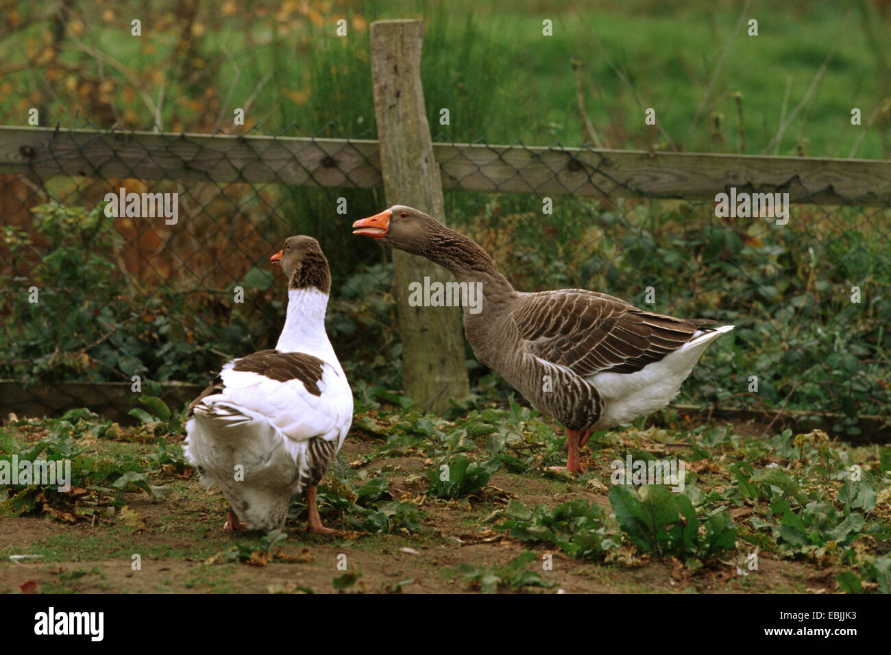 domestic goose (Anser anser f. domestica), a spotted and a grey Pomeranian Goose in a garden Stock Photo