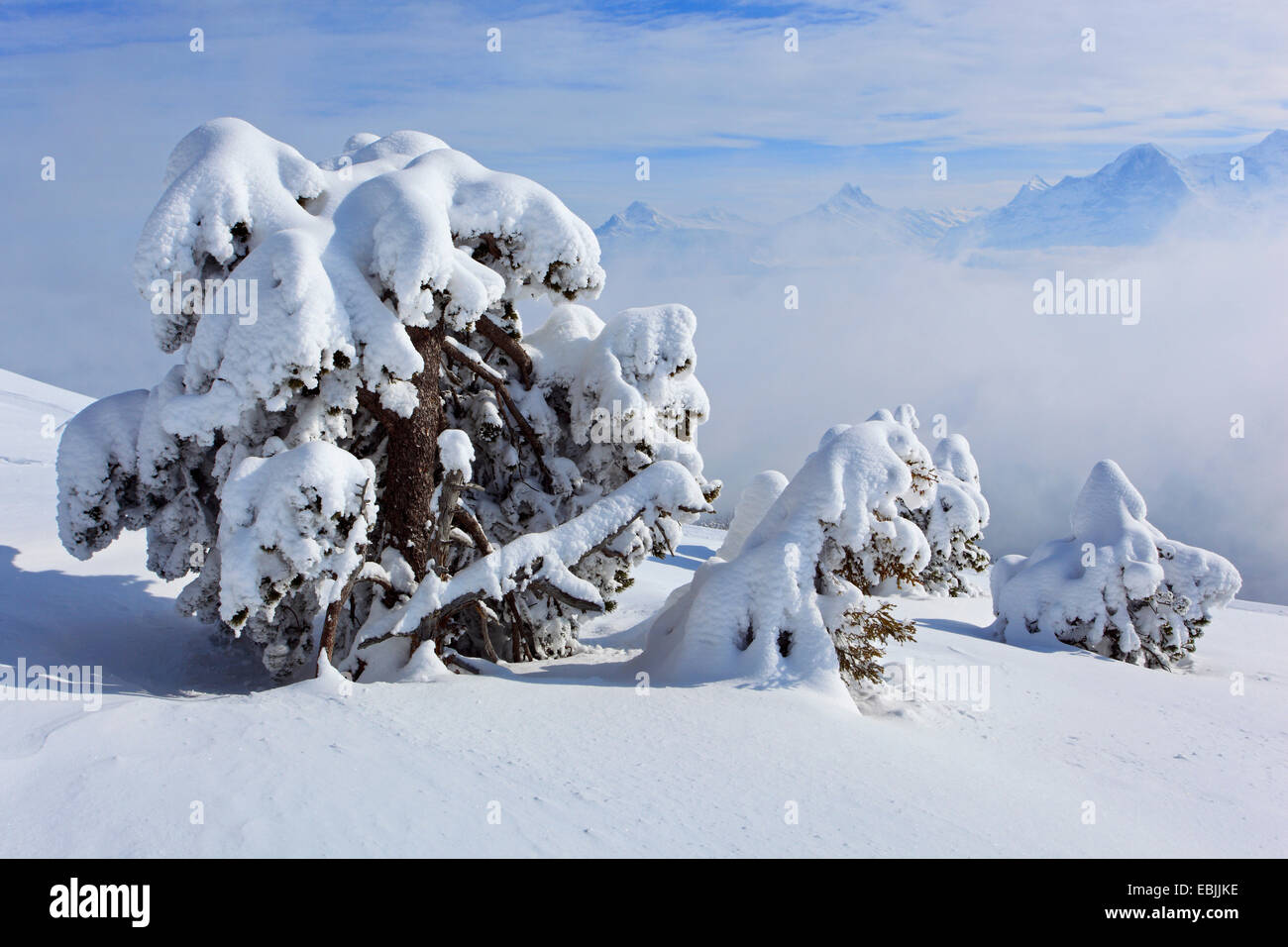 Norway spruce (Picea abies), snowcovered conifers at Niederhorn, Switzerland, Bernese Oberland Stock Photo