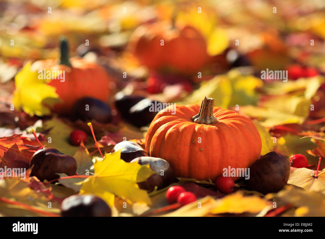 pumpkins and horse chestnuts on leaves, Switzerland Stock Photo