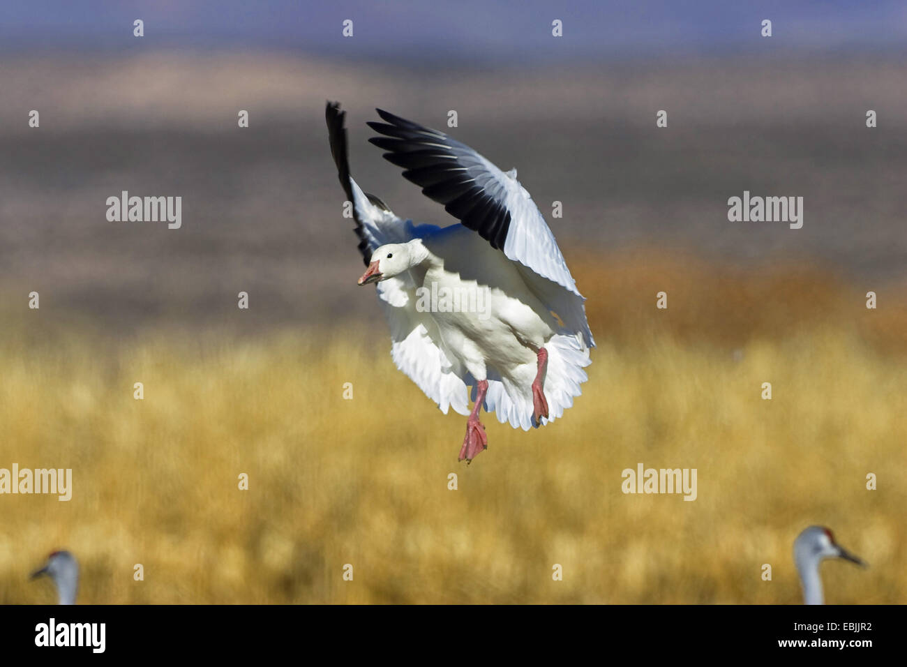 snow goose (Anser caerulescens atlanticus, Chen caerulescens atlanticus