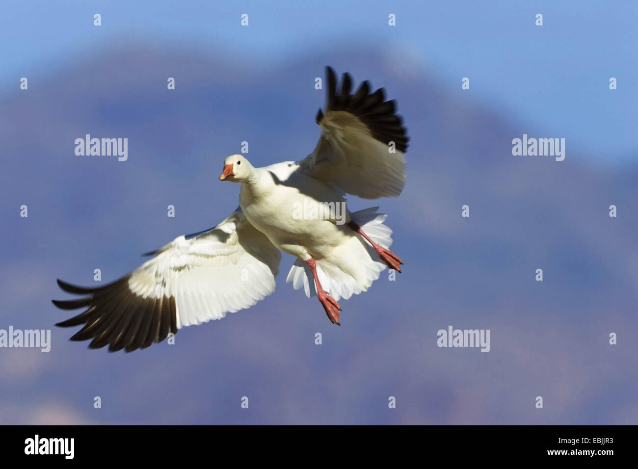 snow-goose-anser-caerulescens-atlanticus-chen-caerulescens-atlanticus