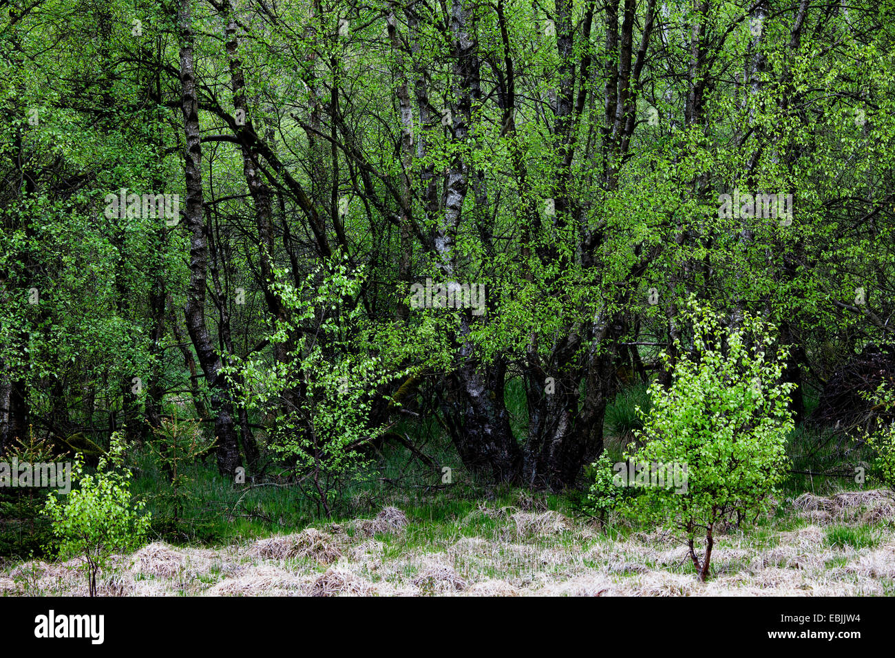 Carpathian trees (Betula pubescens subsp. carpatica), wood in a mire, Germany, Rhineland-Palatinate, Bragphenn bei Ormont Stock Photo