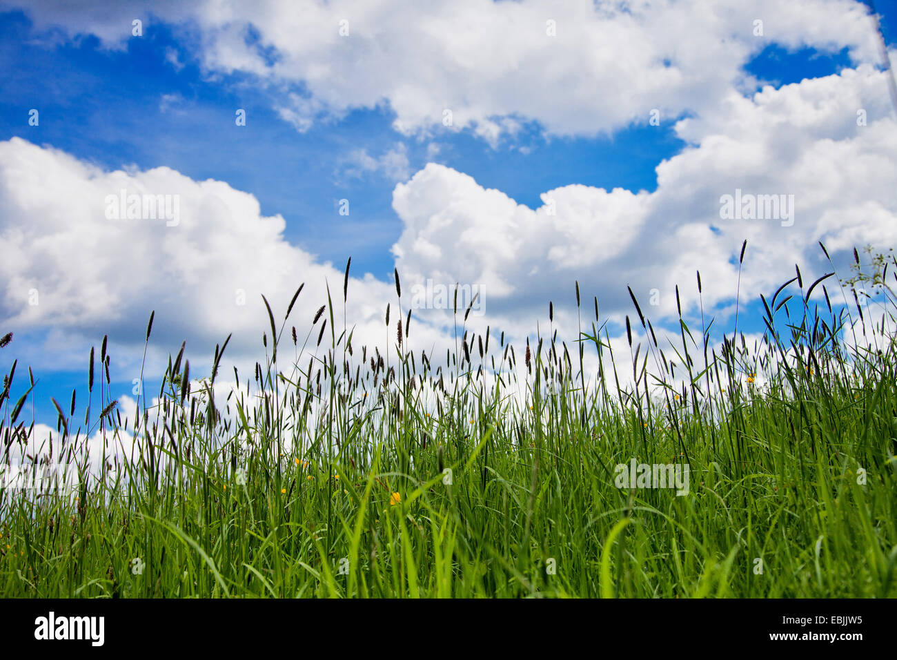 meadow with cloudy sky, Germany, North Rhine-Westphalia Stock Photo