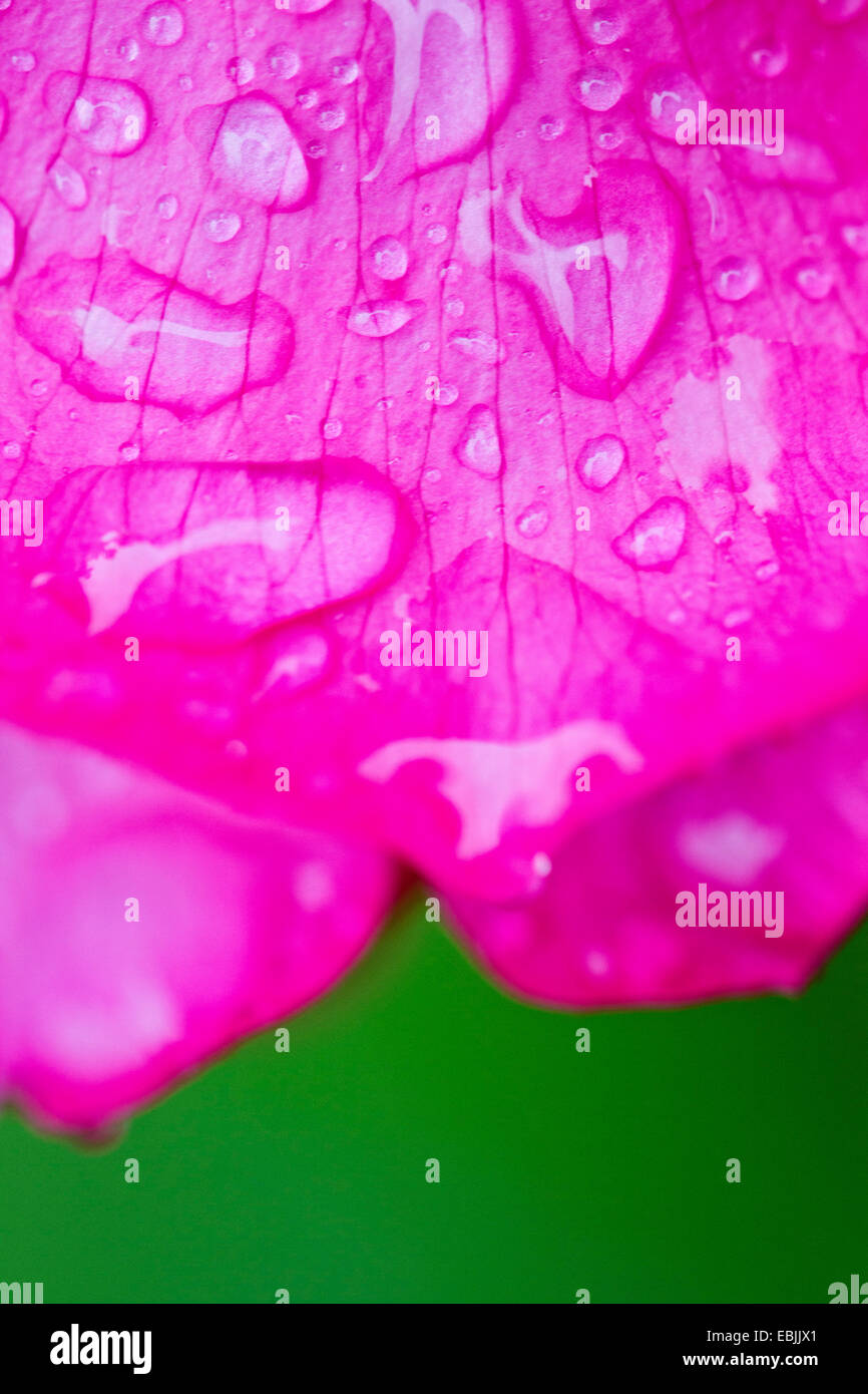 Rose blossom with raindrop, Germany Stock Photo