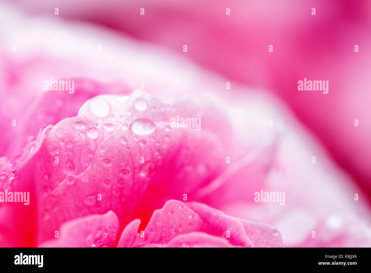 Rose blossom with raindrop, Germany Stock Photo