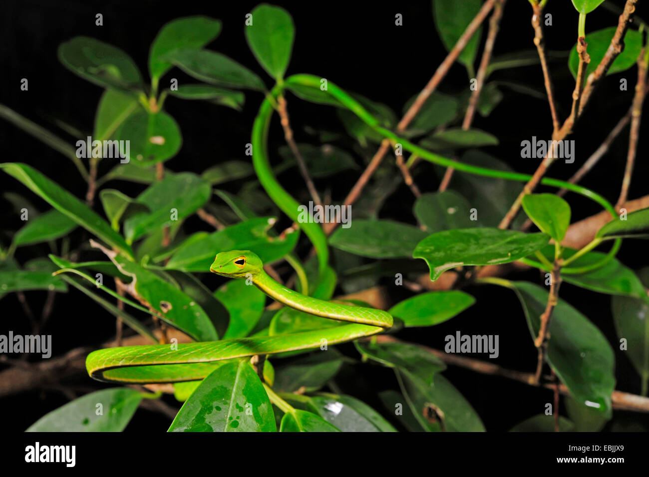 Longnose whipsnake, Green vine snake (Ahaetulla nasuta), creeping in a bush, Sri Lanka, Sinharaja Forest National Park Stock Photo