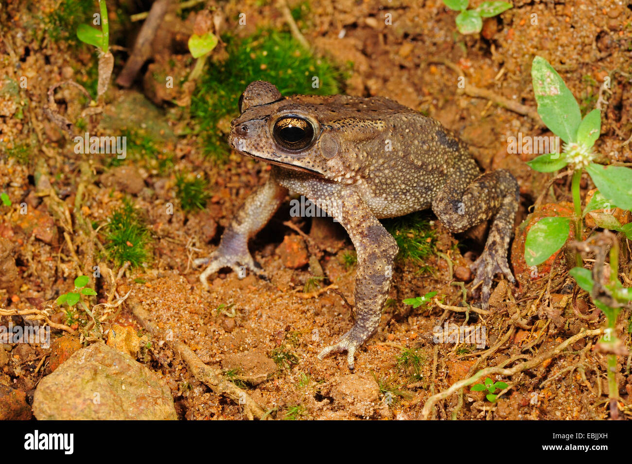 black-spined toad (Bufo melanosticus, Duttaphrynus melanostictus), juvenile sitting on the ground, Sri Lanka, Sinharaja Forest National Park Stock Photo