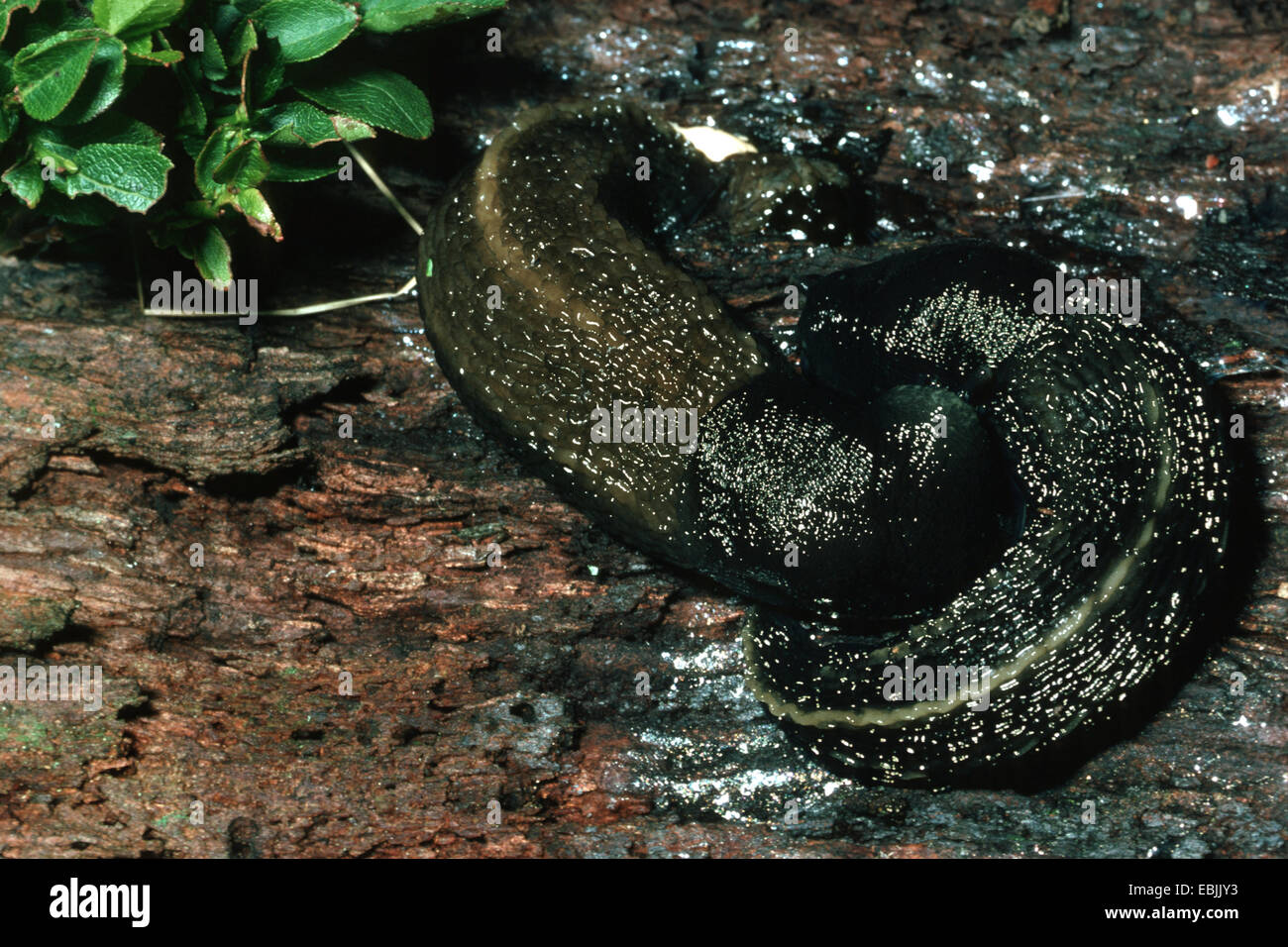 ashblack slug (Limax cinereoniger), two animals on dead wood Stock
