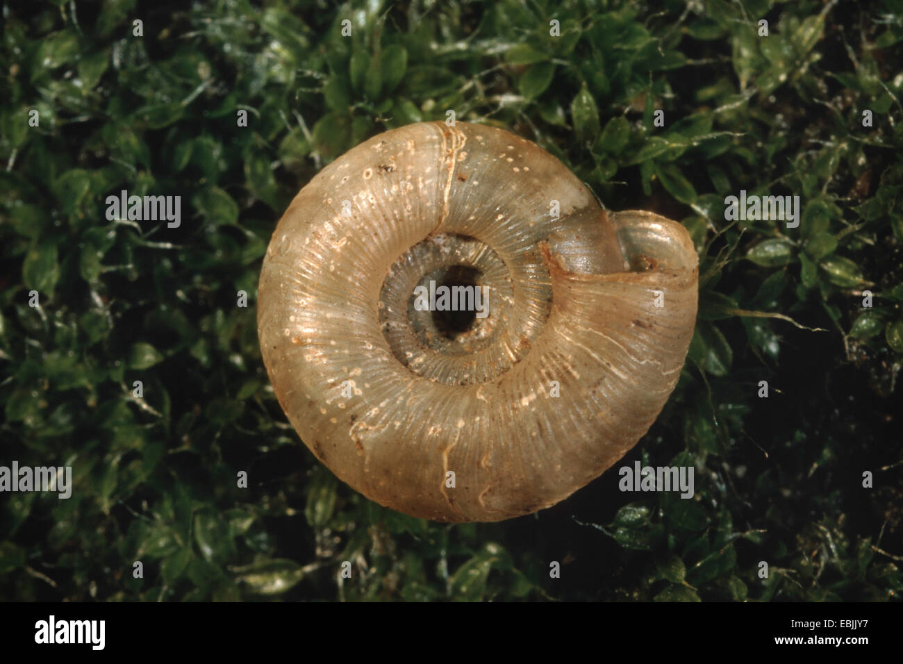 rounded snail, rotund disc snail, radiated snail (Discus rotundatus