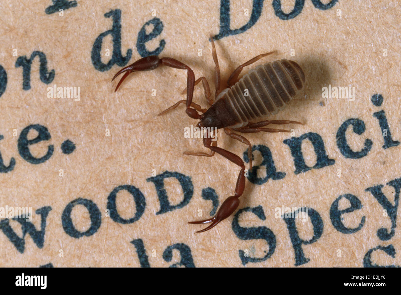 house pseudoscorpion (Chelifer cancroides), on a book page Stock Photo