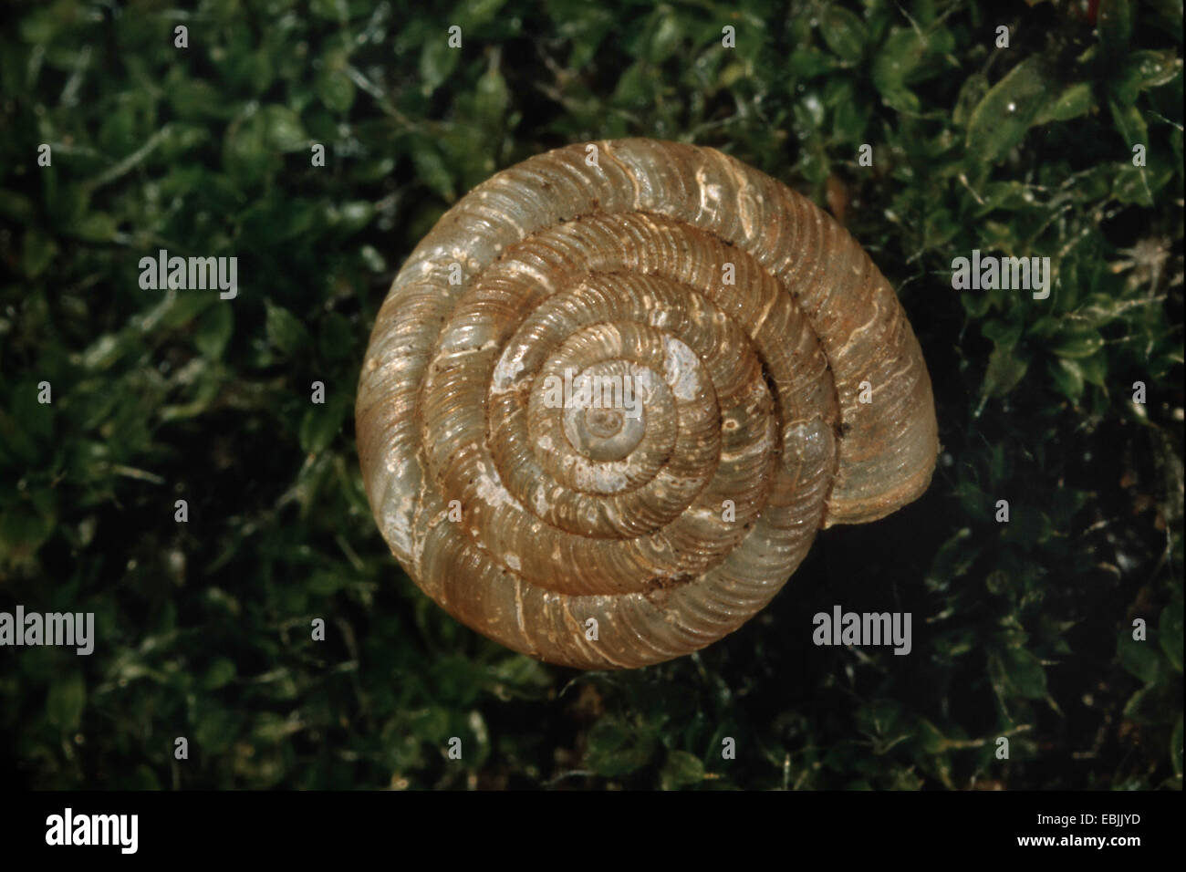 rounded snail, rotund disc snail, radiated snail (Discus rotundatus, Goniodiscus rotundatus), upper view of the shell Stock Photo