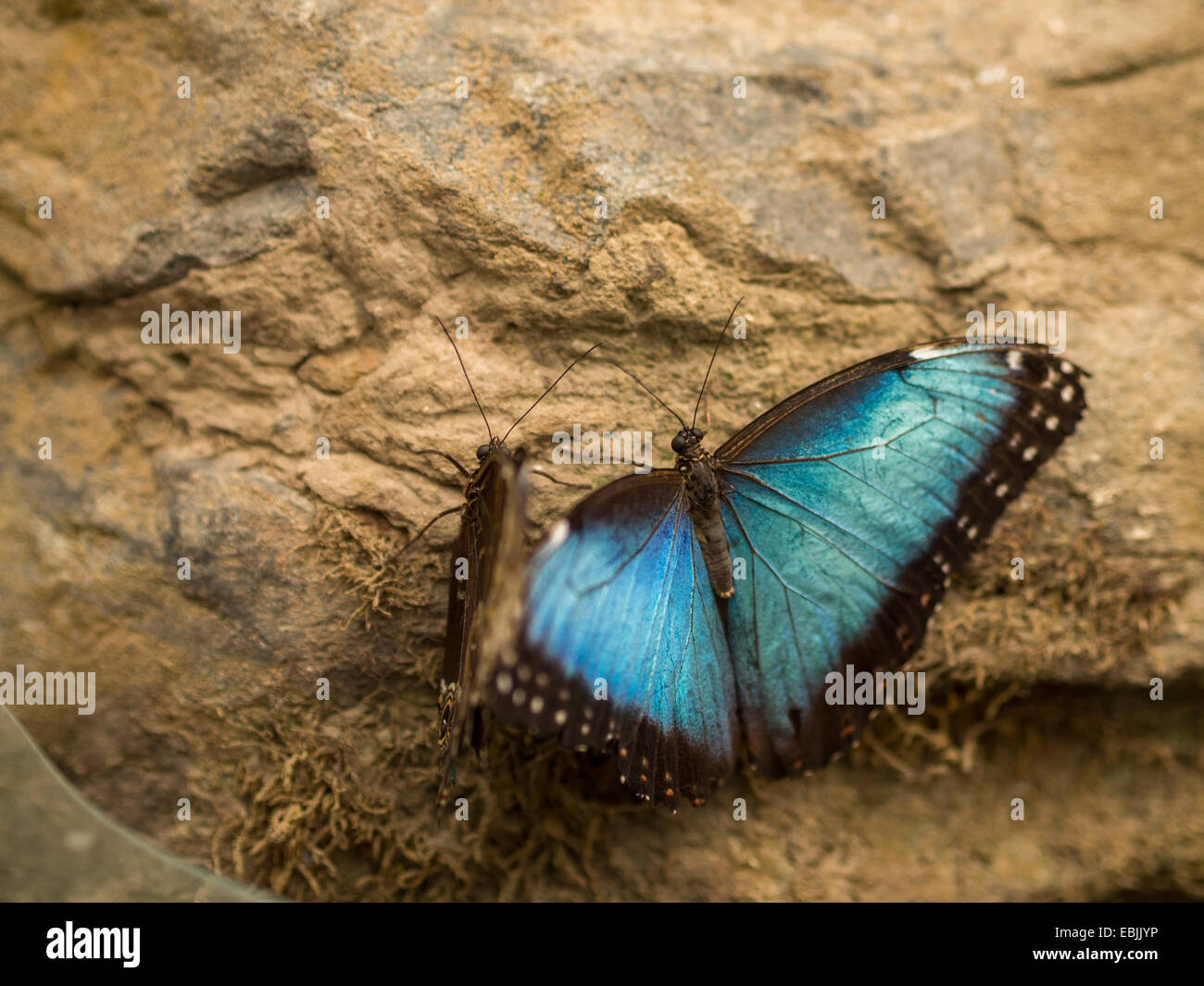 Pair of playful blue and black butterflies on a rock wall Stock Photo