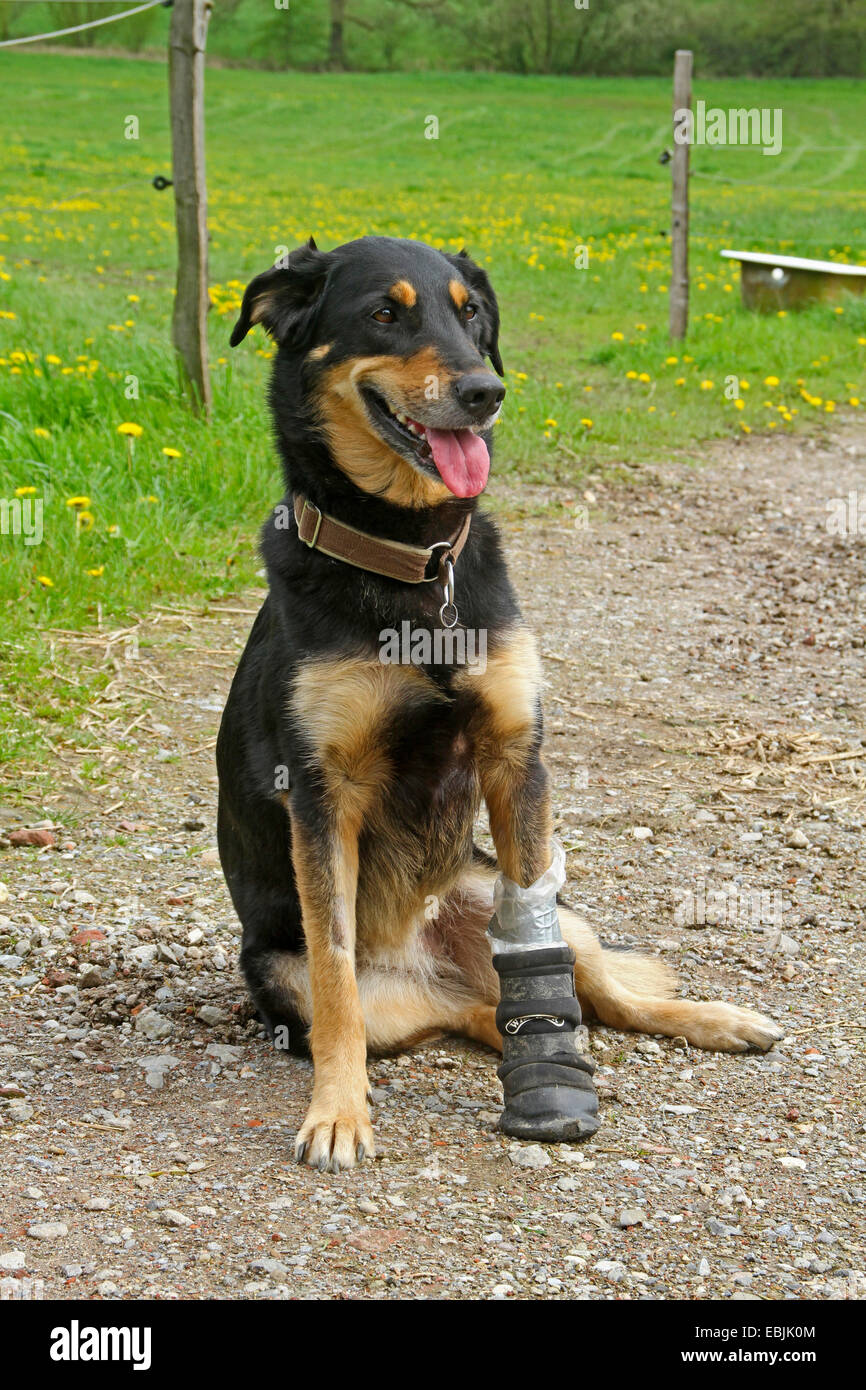 domestic dog (Canis lupus f. familiaris), dog with a shoe protecting an injury, a dewclaw torn out, Germany Stock Photo