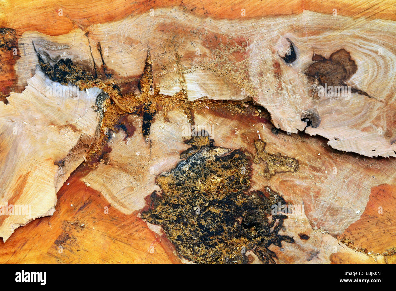 European plane, maple-leaved plane, London plane, London planetree (Platanus hispanica, Platanus x hybrida, Platanus hybrida, Platanus acerifolia), cross section through the trunk of a very old tree, Germany Stock Photo
