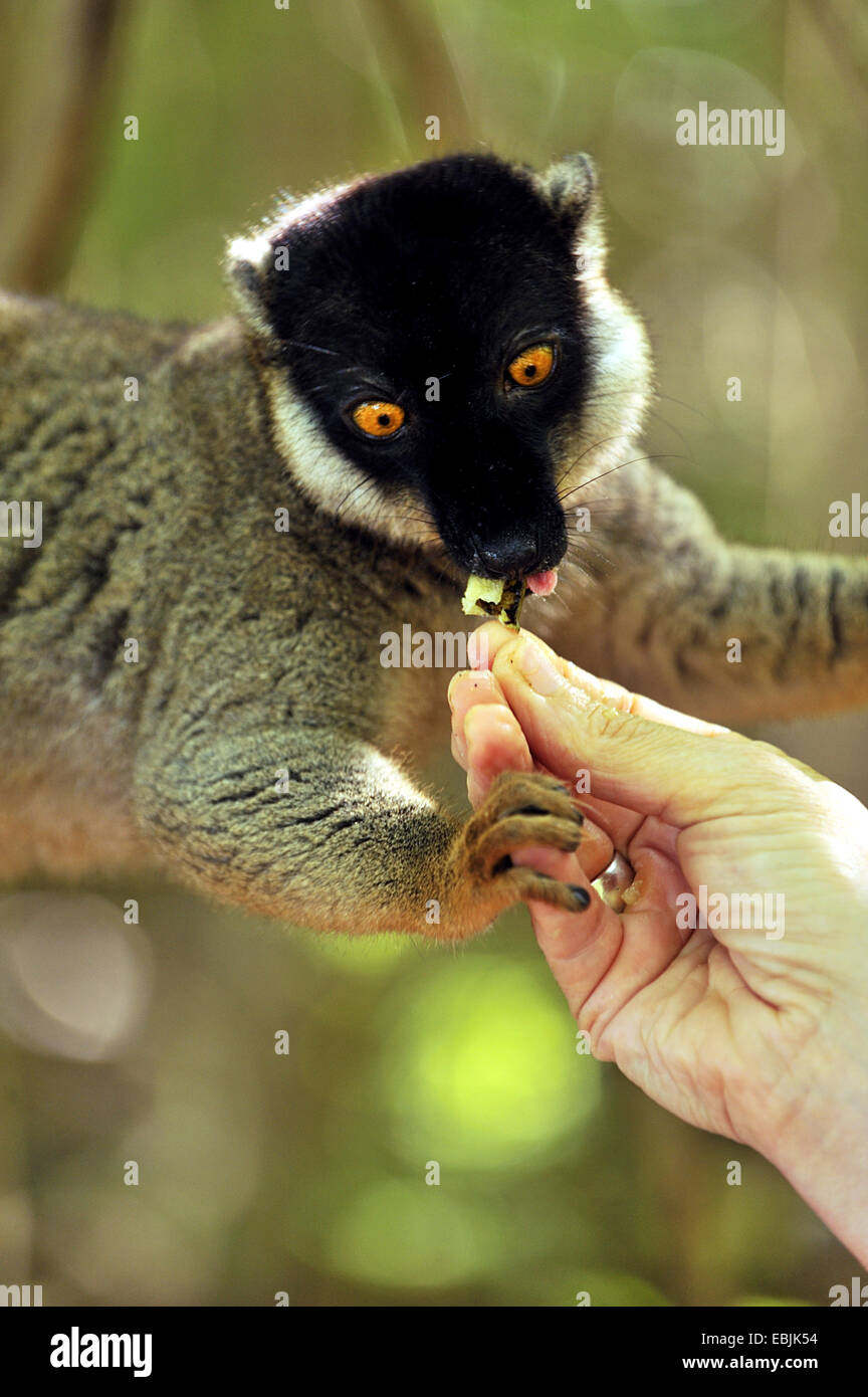 black lemur (Eulemur macaco macaco, Lemur macaco macaco), is feeded, Madagascar, Nosy Tanikely Naturpark Stock Photo