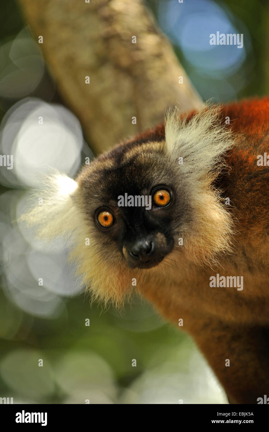 black lemur (Eulemur macaco macaco, Lemur macaco macaco), portrait, Madagascar, Nosy Tanikely Naturpark Stock Photo