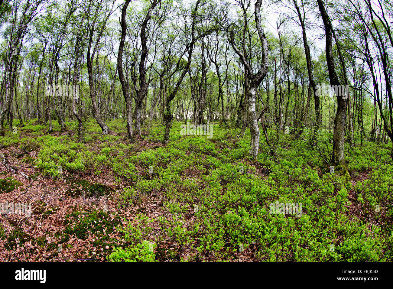 Carpathian trees (Betula carpatica), wood, Germany, Rhineland-Palatinate Stock Photo
