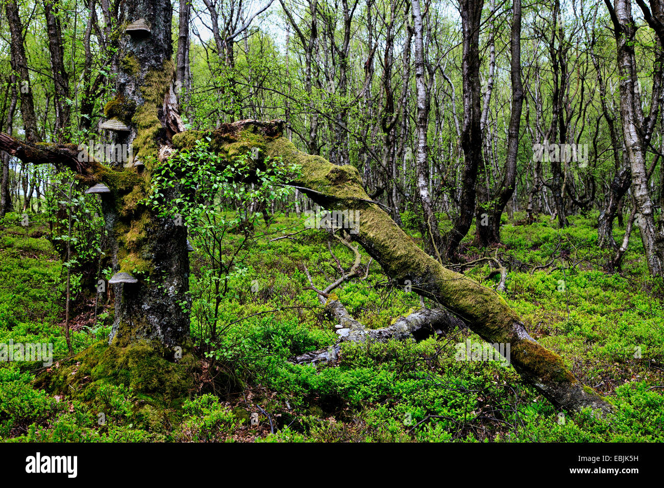 Carpathian trees (Betula carpatica), wood, Germany, Rhineland-Palatinate Stock Photo