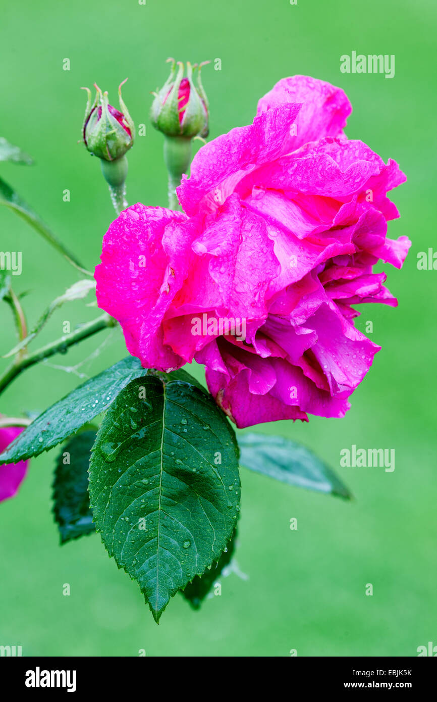 Red rose angiosperm angiosperms hires stock photography and images Alamy
