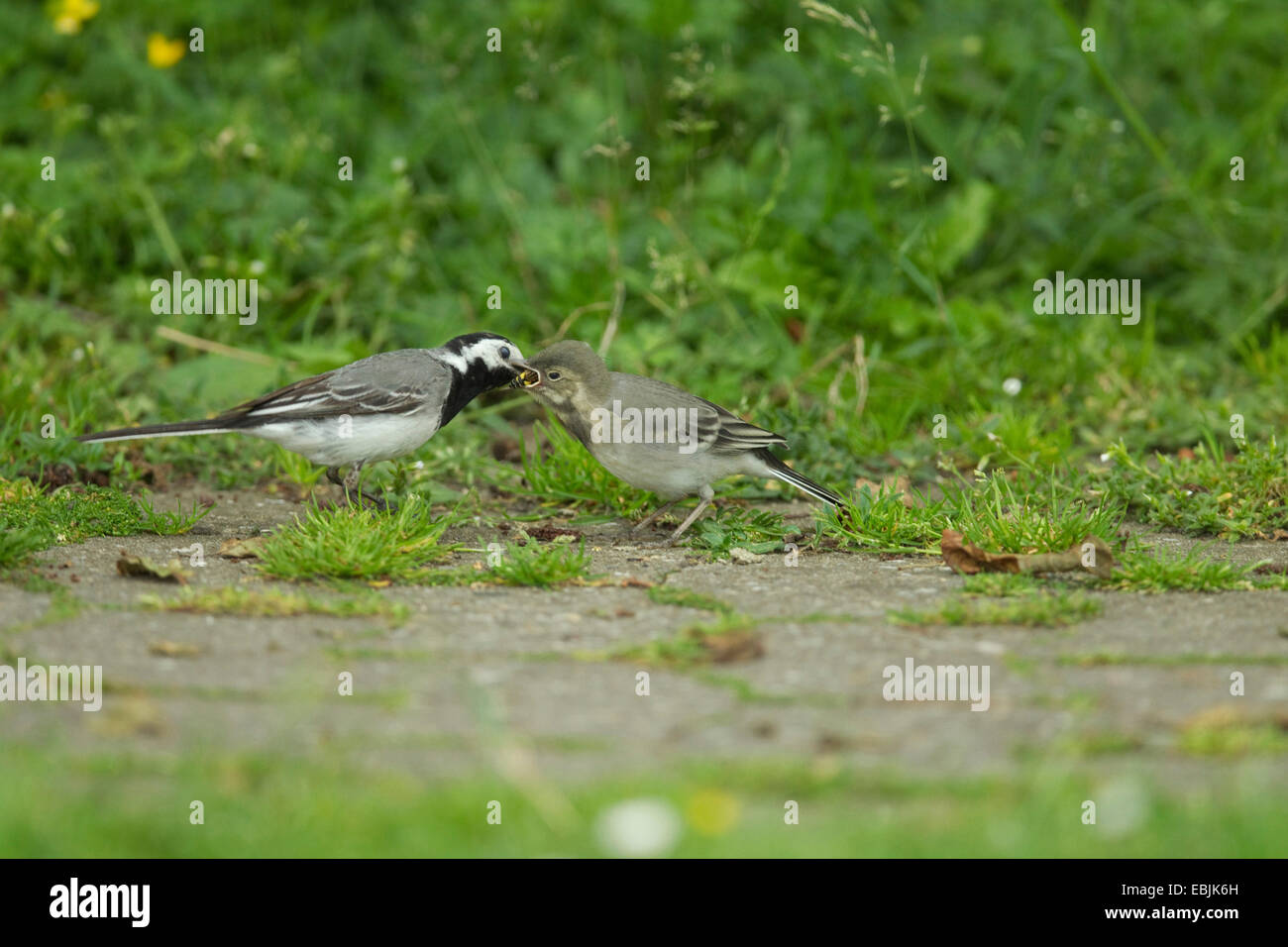 pied wagtail (Motacilla alba), feeds its squeaker on a path , Germany Stock Photo
