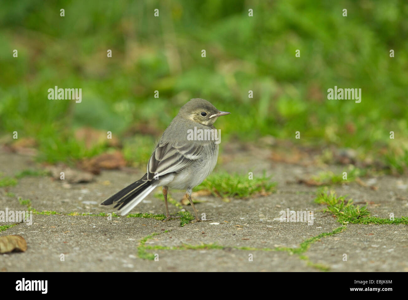 pied wagtail (Motacilla alba), squeaker sitting on a path, Germany Stock Photo