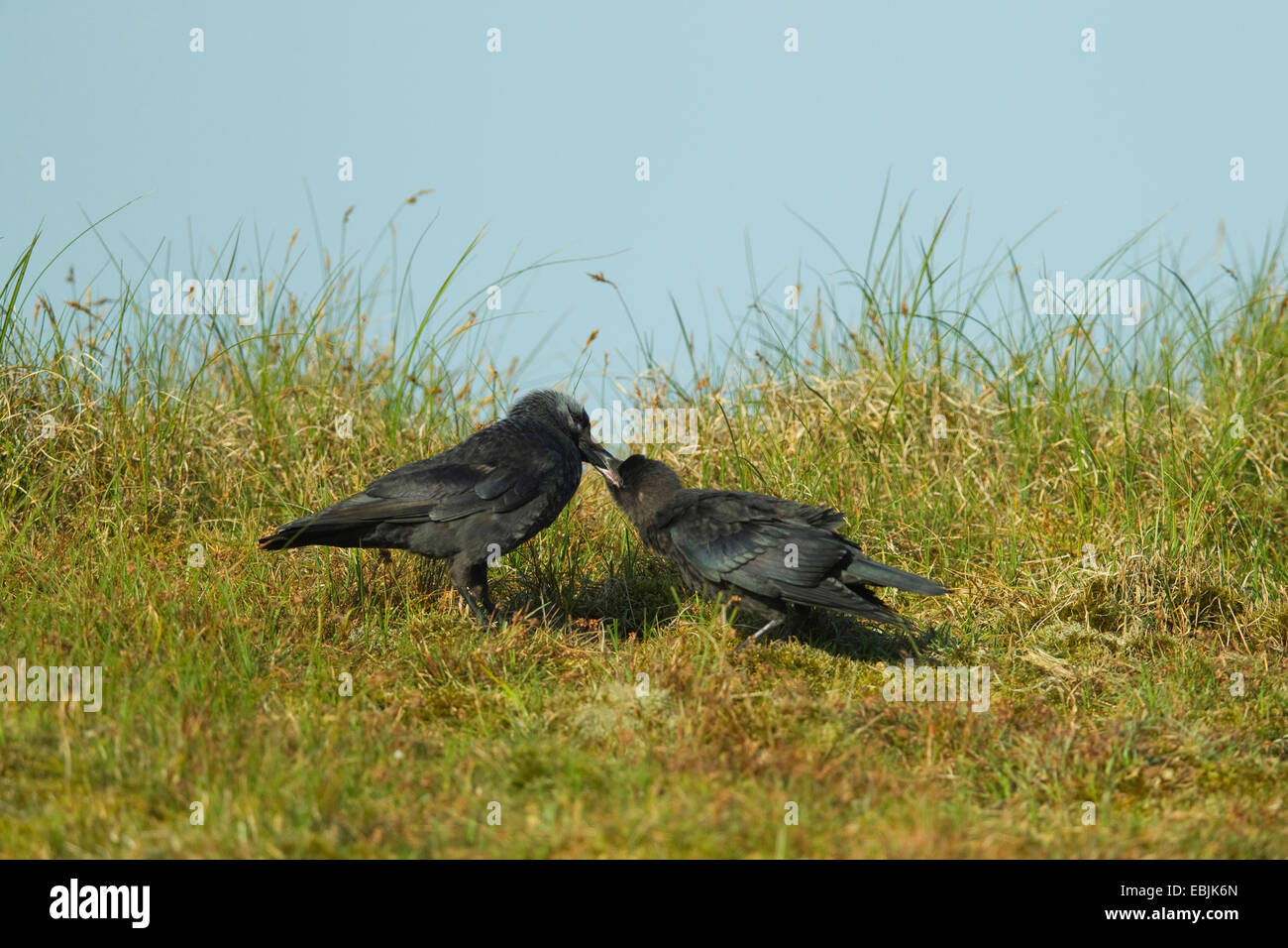 jackdaw (Corvus monedula), adult feeding ist squeaker in a meadow, Germany Stock Photo