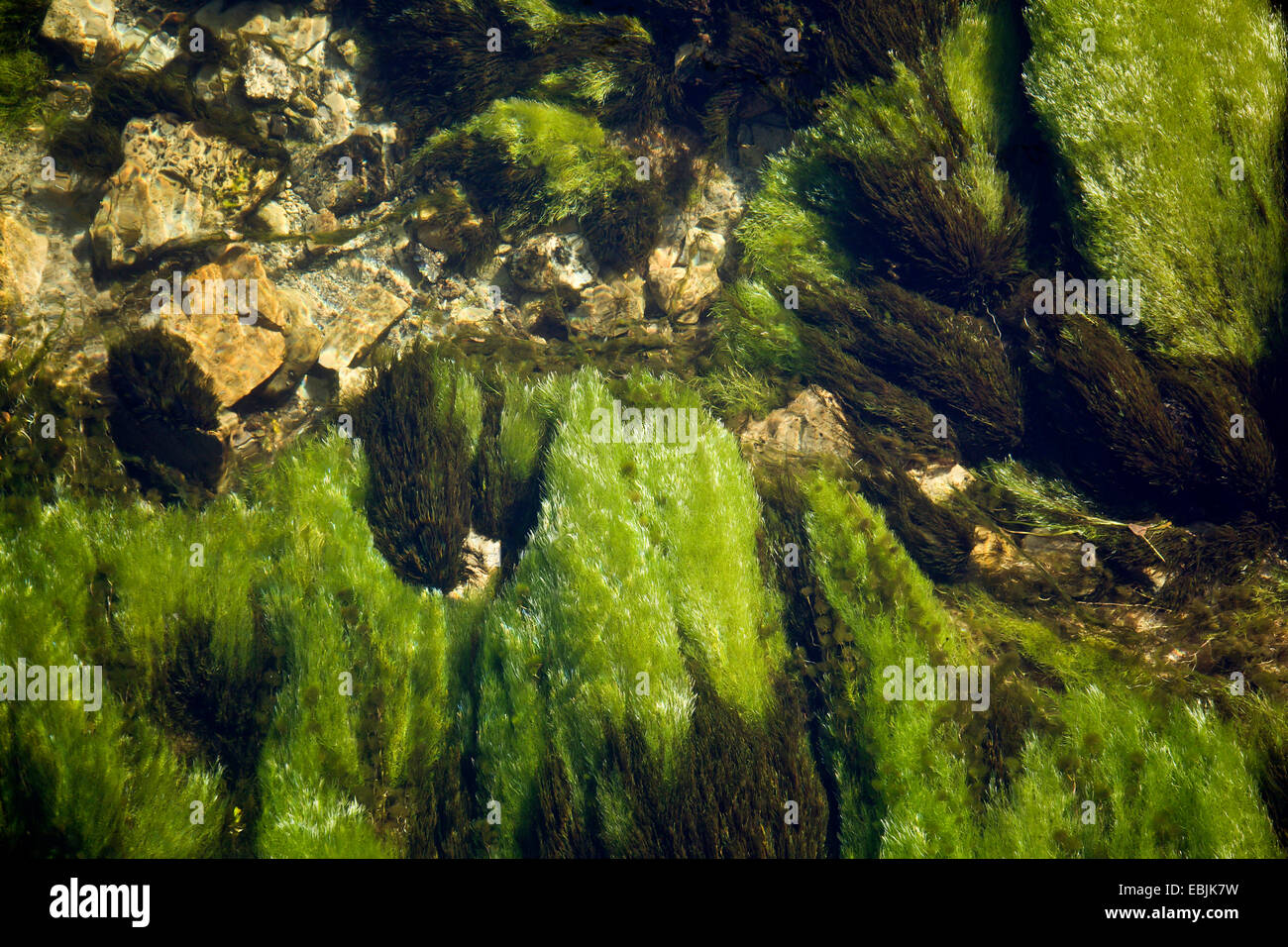 Plants of river hi-res stock photography and images - Alamy