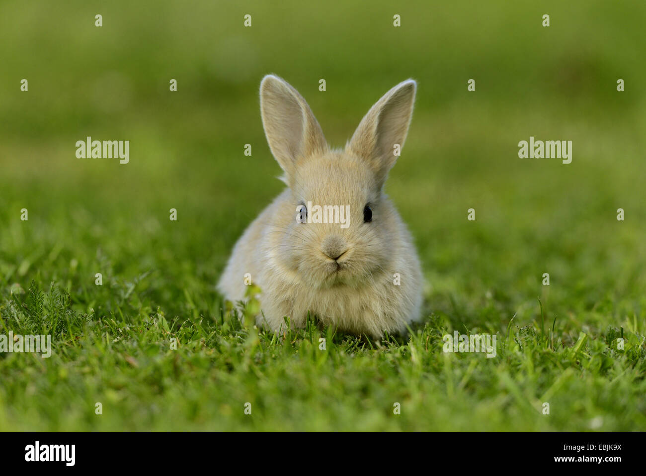 domestic rabbit (Oryctolagus cuniculus f. domestica), beige bunny in a ...