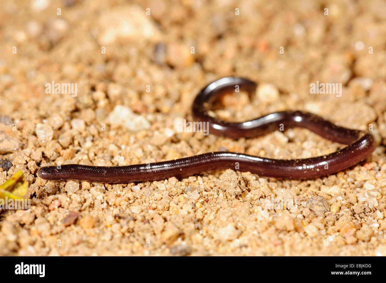 Jan┤s Blind Snake (Typhlops cf. mirus), on the ground, Sri Lanka, Sinharaja Forest National Park Stock Photo