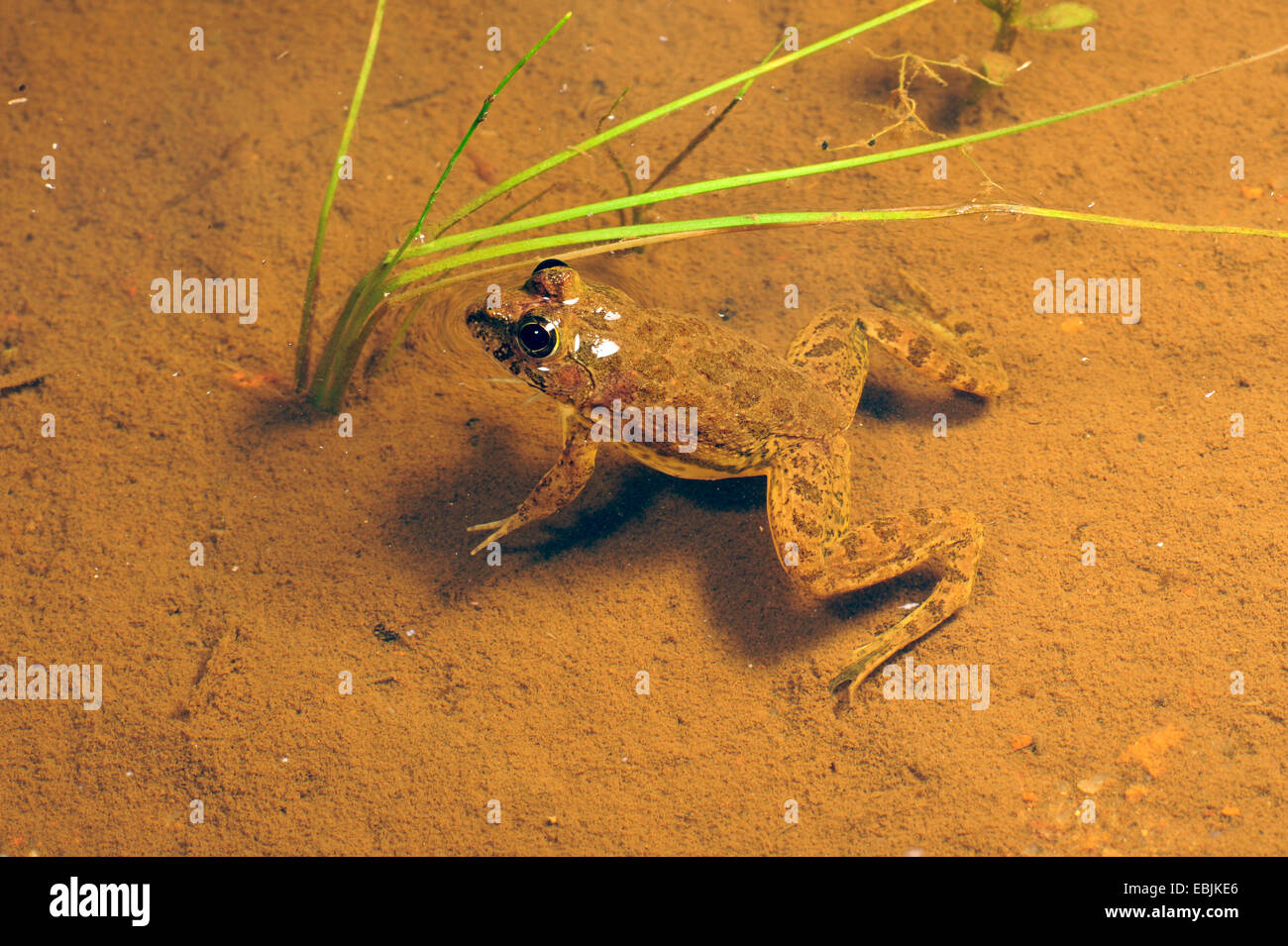 Stock photo of Skittering frog (Euphlyctis cyanophlyctis) emerging