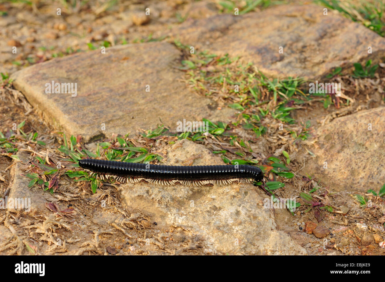 millepede (Cylindroiulus spec.), creeping on a stone path, Sri Lanka, Sinharaja Forest National Park Stock Photo