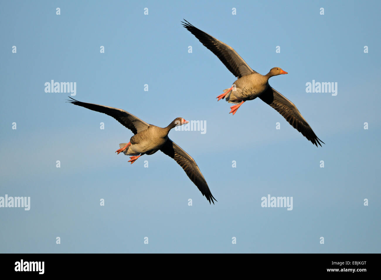 greylag goose (Anser anser), two adult geese on the wing, Germany, North Rhine-Westphalia Stock Photo