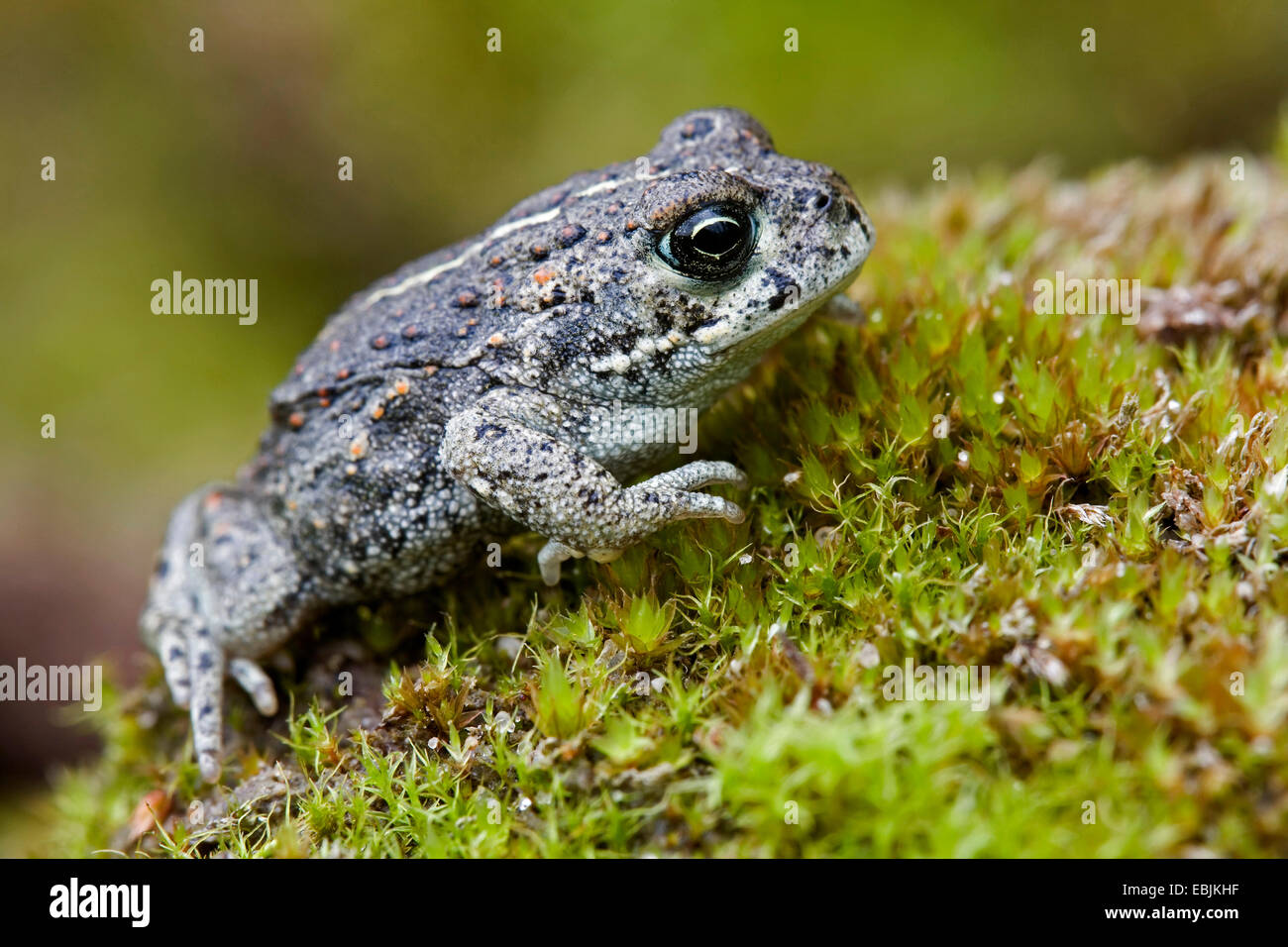 natterjack toad, natterjack, British toad (Bufo calamita), juvenile on moss, Denmark, Jylland Stock Photo