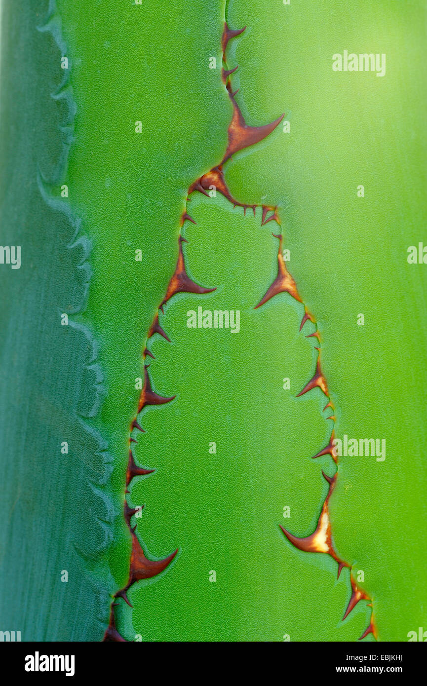 century plant (Agave spec.), section of a century plant leaf Stock Photo