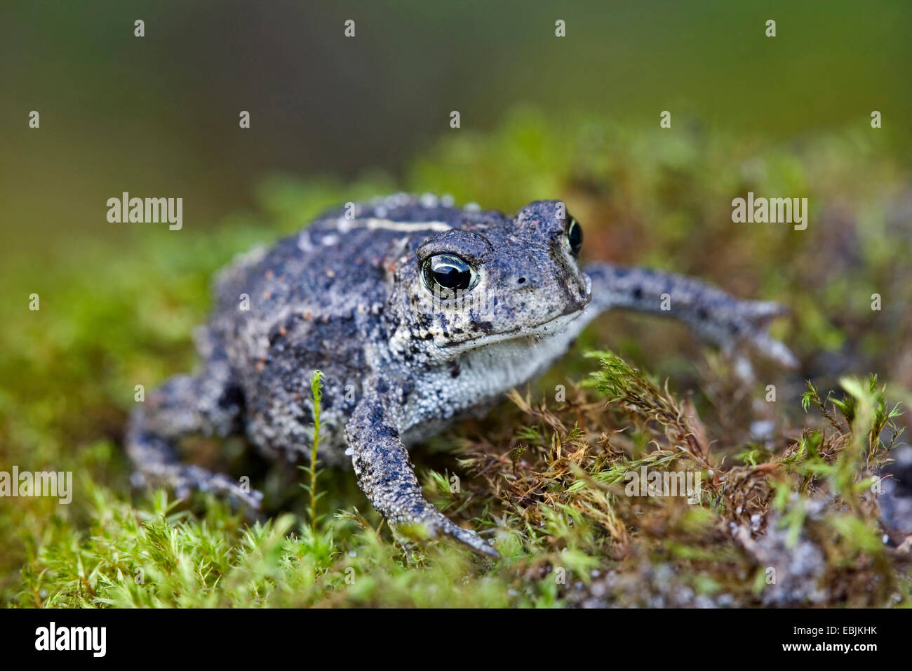 natterjack toad, natterjack, British toad (Bufo calamita), juvenile on moss, Denmark, Jylland Stock Photo
