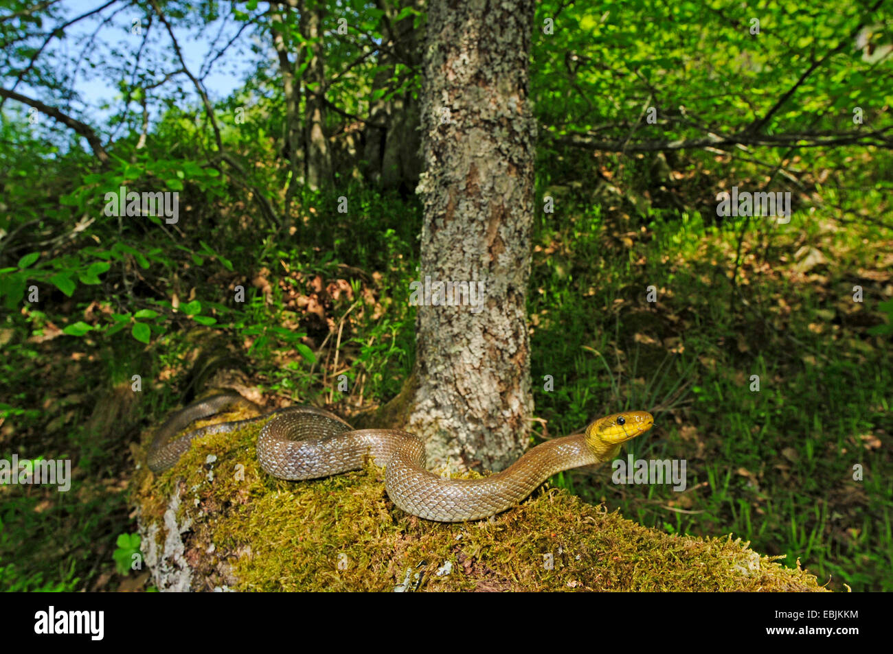 Aesculapian snake (Elaphe longissima, Zamenis longissimus), on a mossy rock, Greece, Thrakien Stock Photo