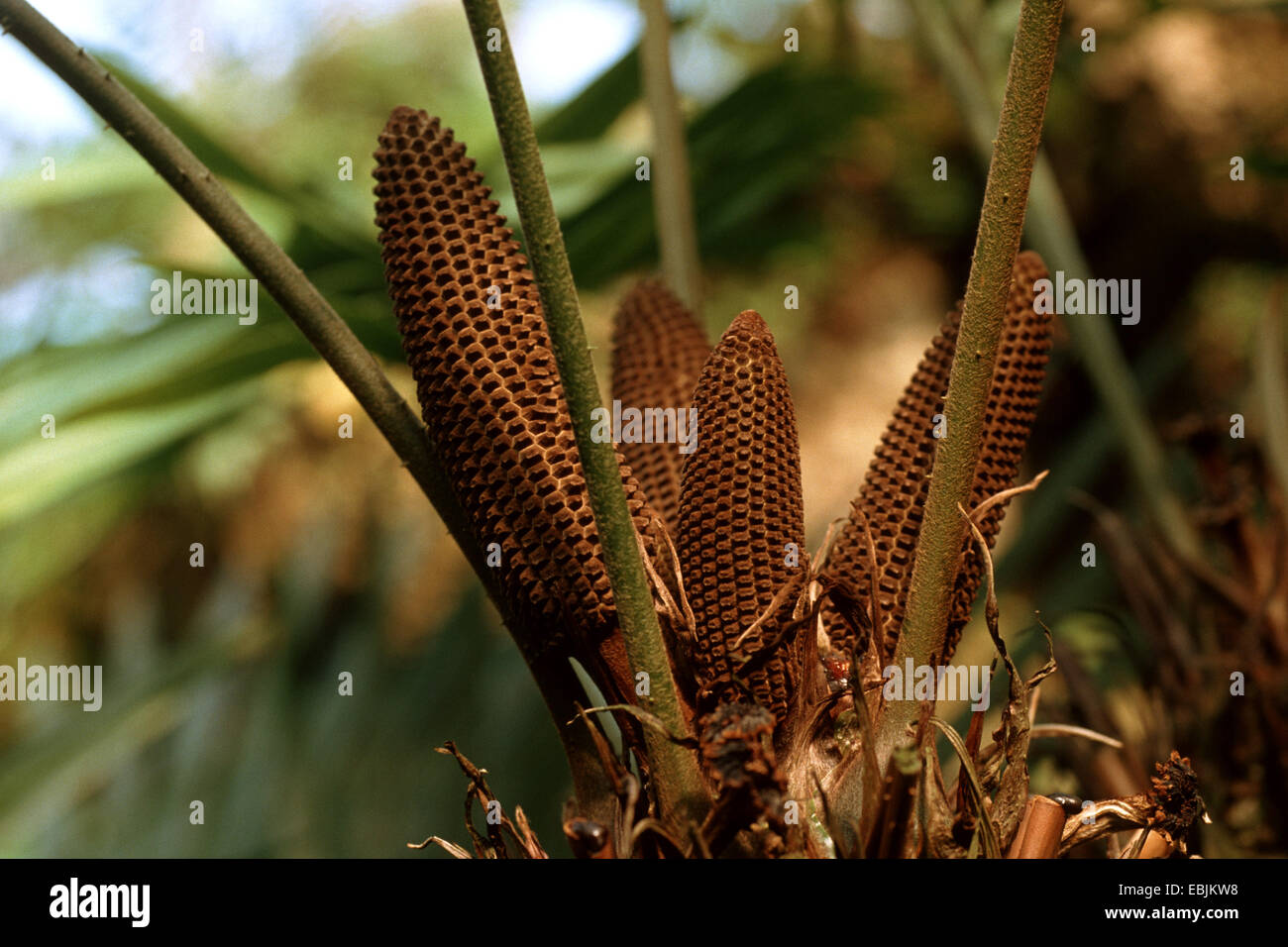 Zamia lindenii (Zamia lindenii), male cones Stock Photo