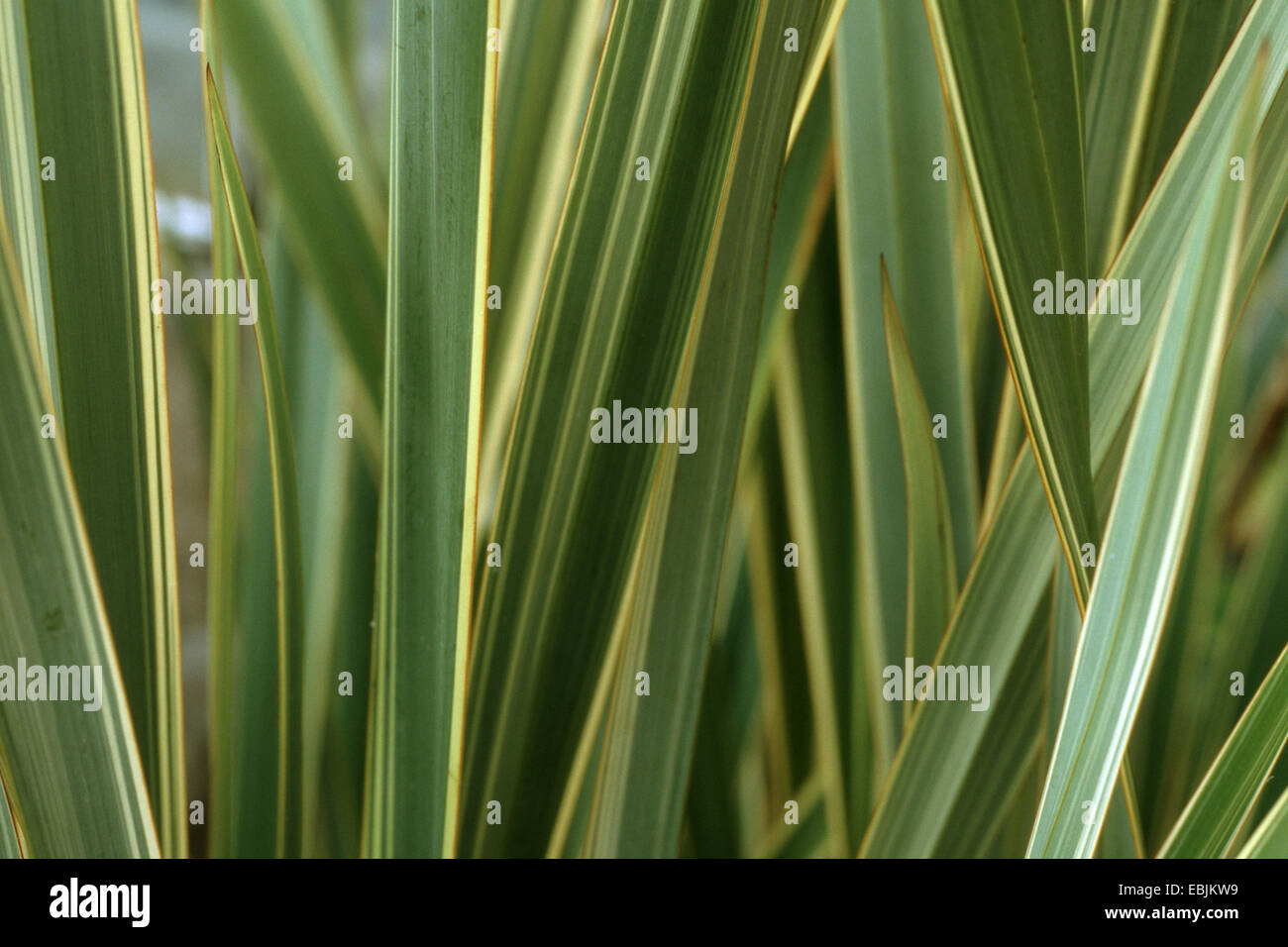 new zealand flax (Phormium tenax), leaves Stock Photo