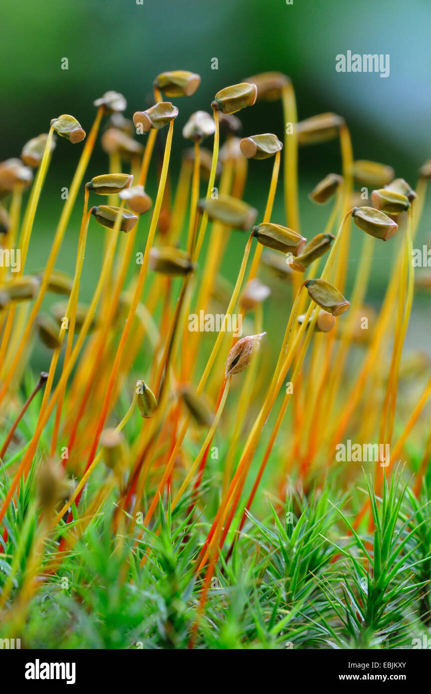 Hair cap moss (Polytrichum commune), spore capsule, Germany Stock Photo
